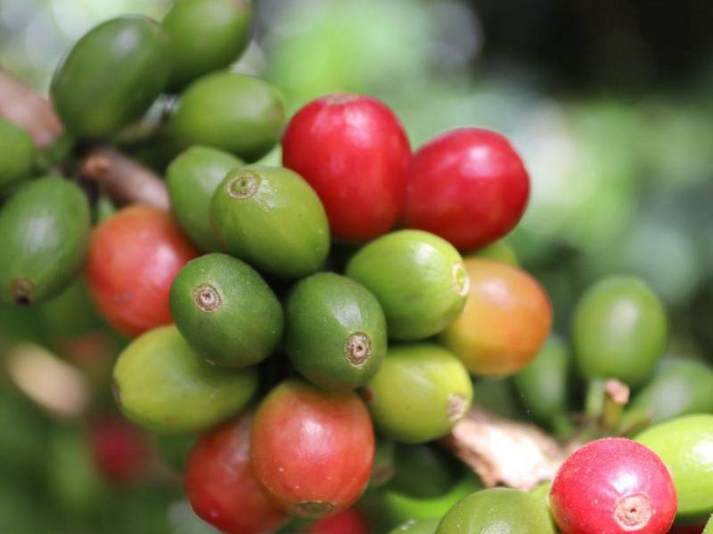 Cultivos diversificados en el municipio de Danlí, son clave para la seguridad alimentaria y la conservación ambiental.