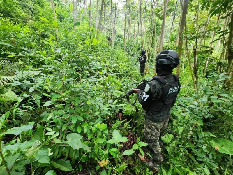 La PMOP localizó un cultivo de dos manzanas con unos 11,000 arbustos de supuesta hoja de coca en La Másica, Atlántida.