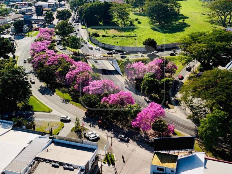 El arquitecto Roberto Elvir arborizó la ciudad de San Pedro Sula.