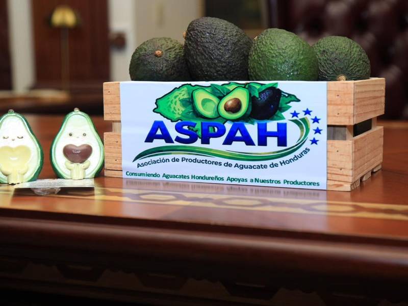 Productores de aguacate buscan ampliar las oportunidades de exportación hacia mercados internacionales.