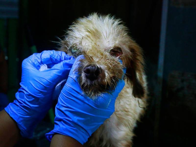 Apenas llegó al refugio con su ojito lastimado y ya recibe atención médica para recuperarse. Sin embargo, su tratamiento depende del apoyo de personas de buen corazón.