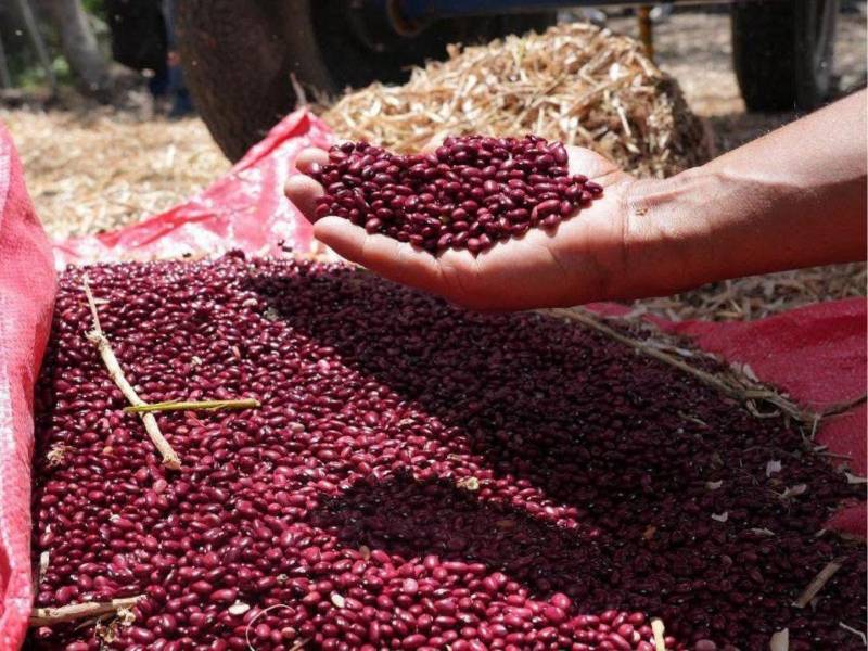 La sequía podría reducir la producción de granos básicos y aumentar el déficit, obligando a Honduras a depender más de las importaciones.
