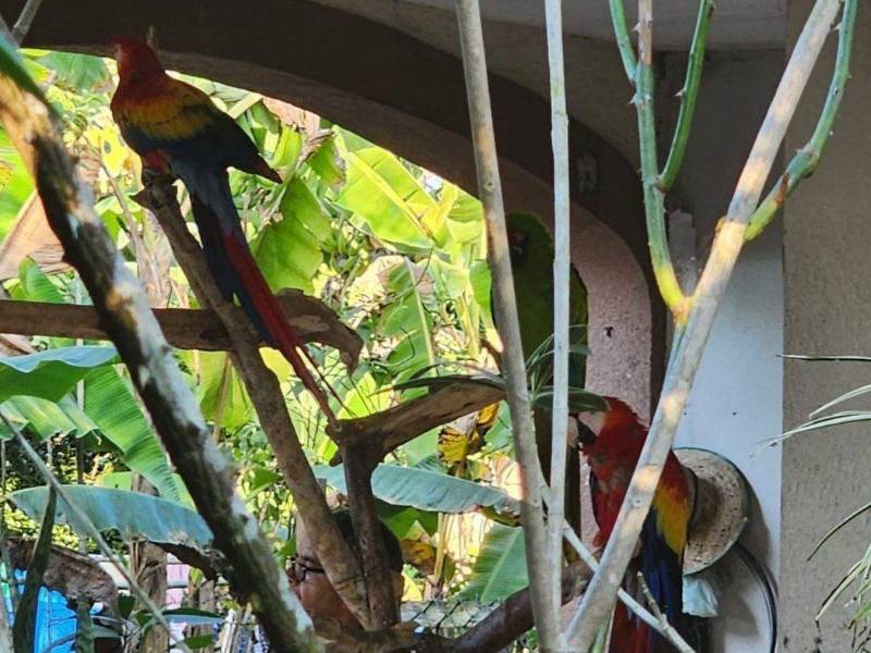 Guaras decomisadas durante allanamientos en Santa Rosa de Copán.