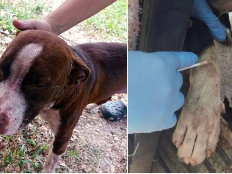 Los dos perros pitbulls que atacaron a Manuel Antonio Molina.