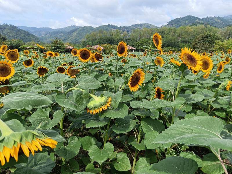 El girasol es una plantea empleada como control contra plagas. Su semilla se utiliza para producir aceite, snacks y otros productos. En Copán Ruinas, es un atractivo turístico en la comunidad de La Estanzuela.