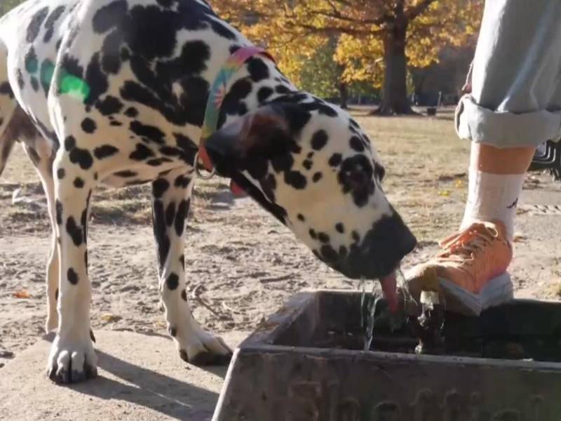 Una combinación de altas temperaturas y muy escasas lluvias han hecho que este otoño la sequía y los incendios se multipliquen tanto en Nueva York como en Nueva Jersey y han llevado a la Alcaldía de la ciudad a elevar la alerta al nivel 2 de un total de 3.