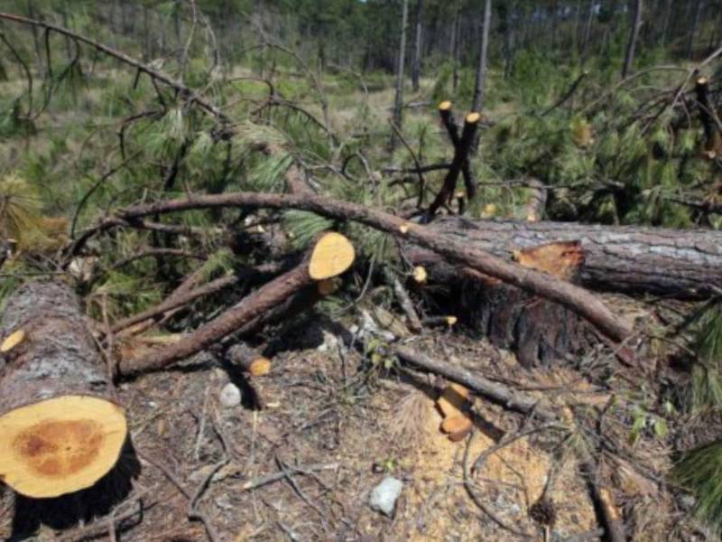 Los bosques quedan dañados casi en su totalidad por la plaga.
