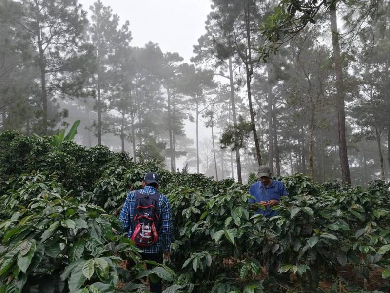 Las exportaciones de café se situaron en 909.0 millones de dólares, presentando una disminución interanual de 126.3 millones de dólares.