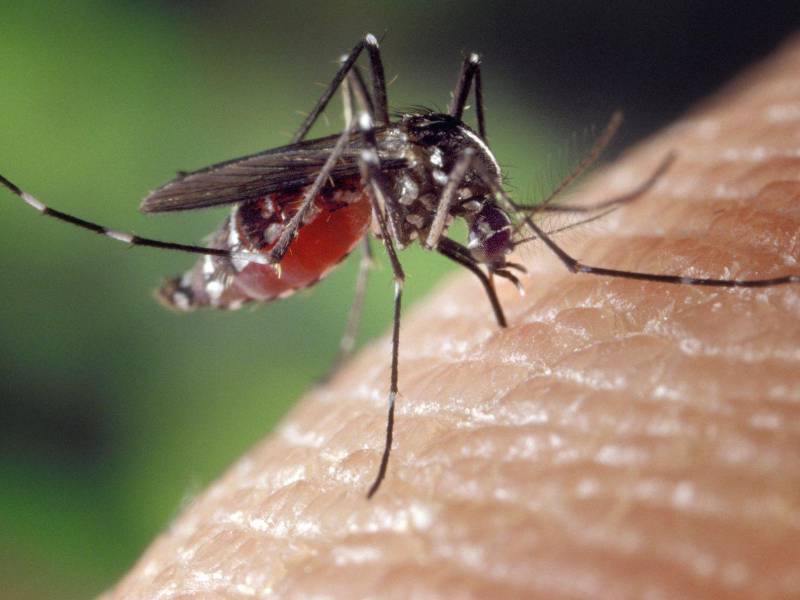 Honduras suma tres muertes por dengue grave en 2026 tras el fallecimiento de dos menores.