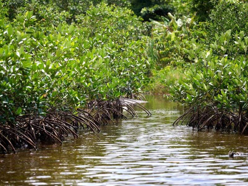 Los manglares han servido como refugio y criadero para peces, cangrejos y camarones; absorben carbono, ayudan a reducir el impacto de tormentas e inundaciones y retienen sedimentos y algunos residuos que contaminan el agua.
