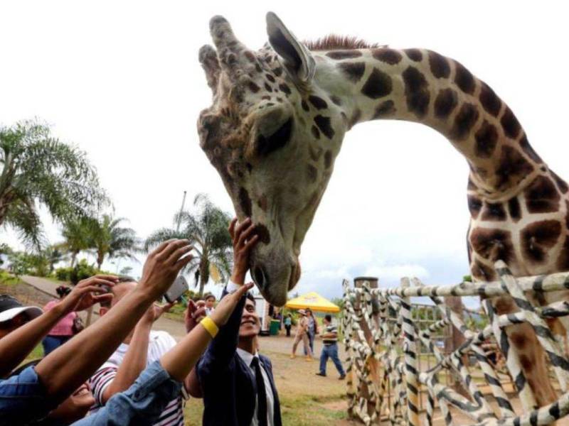 La jirafa Big Boy murió el 26 de enero en el zoológico Joya Grande.