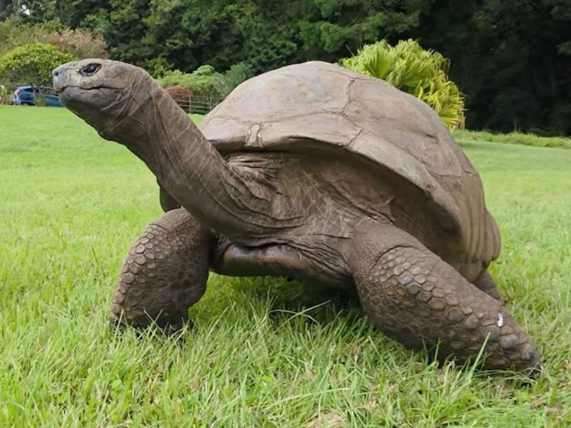 Pocos seres vivos pueden presumir haber sido testigos de casi dos siglos de historia. Jonathan, la famosa tortuga gigante que habita en la isla de Santa Elena, volvió a captar la atención internacional al alcanzar los 194 años de edad estimada y recibir un nuevo reconocimiento por parte de Guinness World Records.