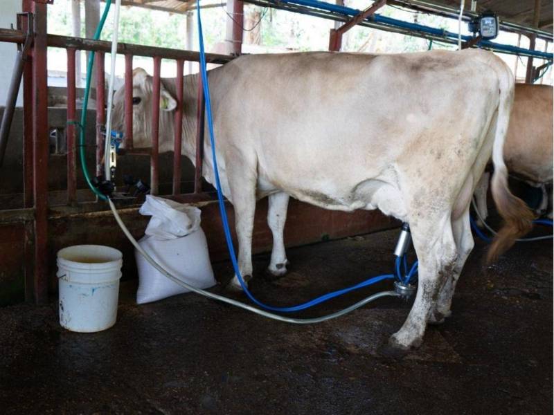Según datos del Censo Agropecuario Nacional de 2026, Honduras cuenta con un hato ganadero bovino de aproximadamente 2.25 millones de cabezas de ganado. La ganadería es un pilar económico, con alrededor de 96,000 productores, donde la mayoría maneja pequeñas explotaciones de menos de 50 cabezas.