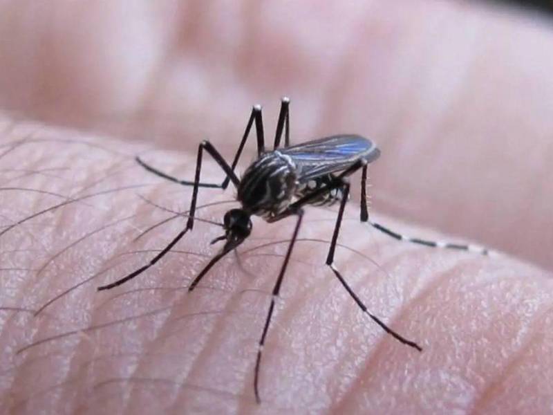 Honduras registra cinco muertes y 10,598 casos de dengue en 2026.