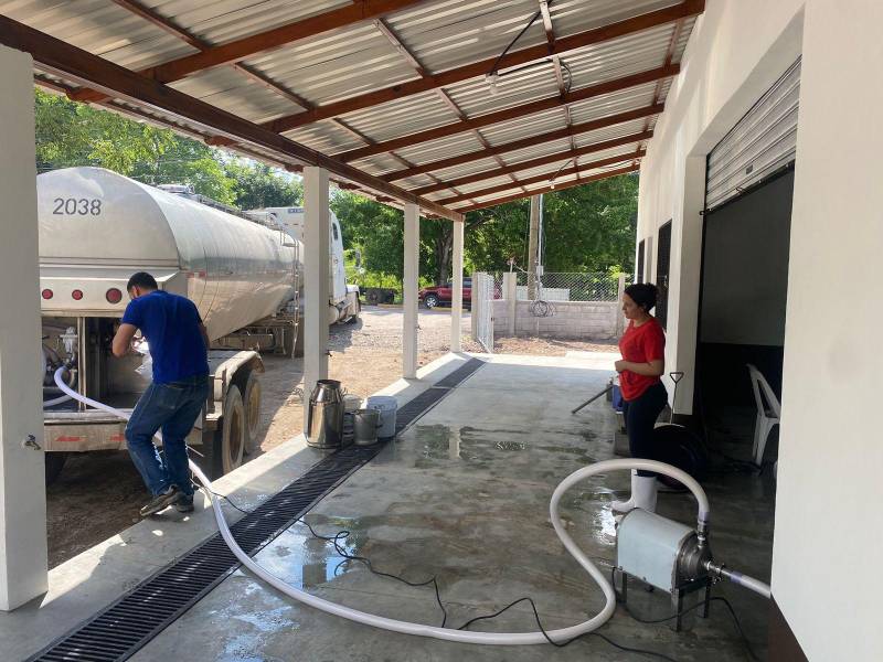 Productores garantizan que 1,500 litros serán producidos a diario en la zona del valle de Copán.