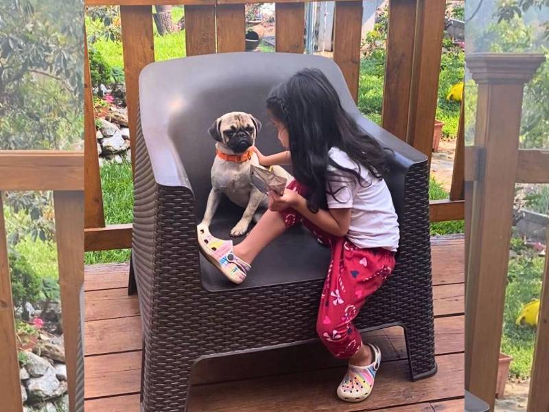 Las mordeduras representan una puerta de entrada para infecciones bacterianas, tétanos y rabia.