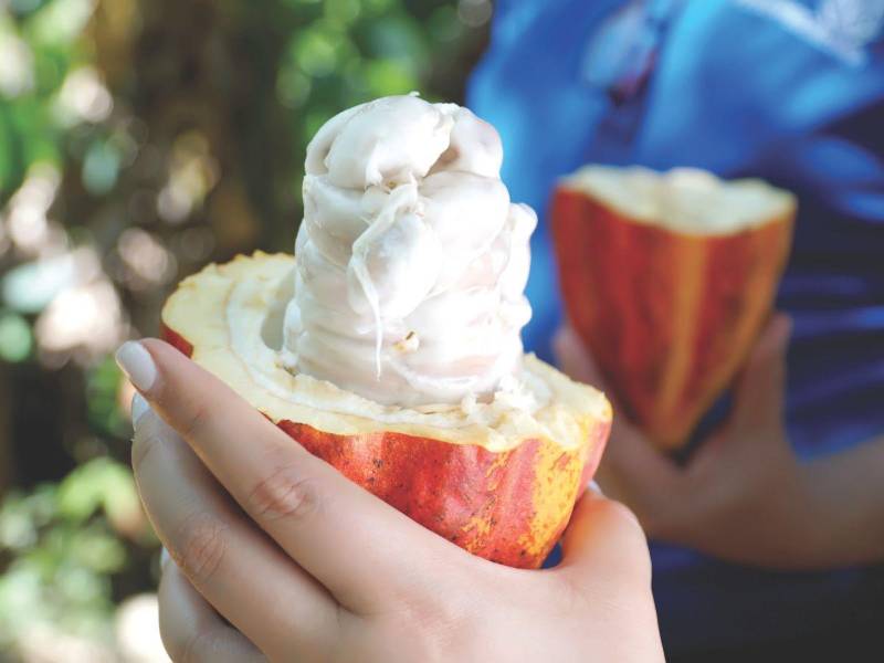 Un agricultor muestra una bellota de cacao maduro, listo para cosechar.
