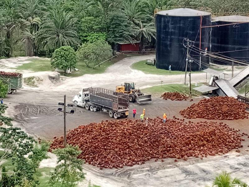 Trabajadores de una planta procesadora descargan bellotas de palma aceitera en el norte de Honduras