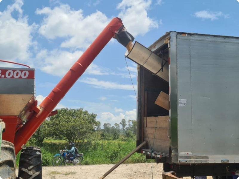 En 2024 la producción fue de 502,087.42 quintales de arroz, pero este año no creen alcanzar siquiera los 400,000 quintales.