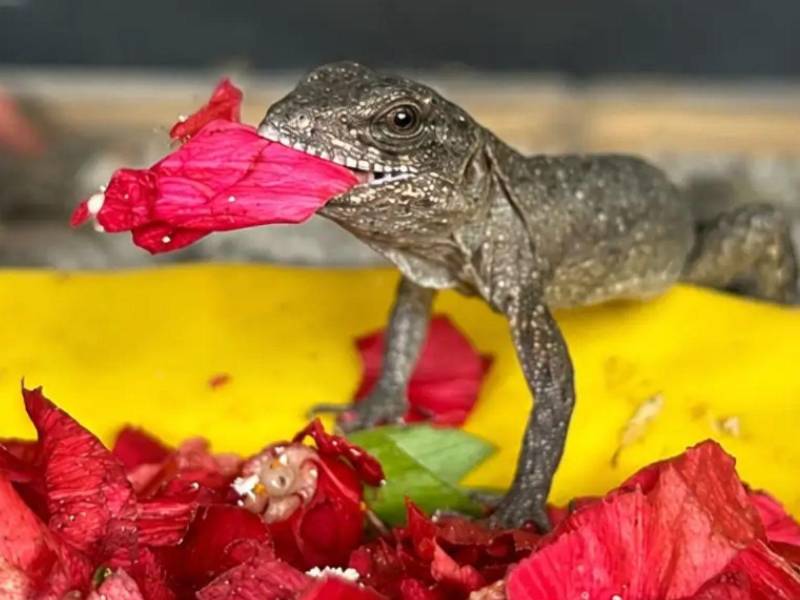 En Útila, la vida volvió a abrirse paso entre la nostalgia. La<a rel=nofollow noopener noreferrer href=https://www.facebook.com/iguanastation target=_blank> Iguana Research and Breeding Station</a> anunció el nacimiento de las primeras crías de Swamper de la temporada reproductiva 2026, una noticia que llena de esperanza a quienes trabajan por la conservación de esta especie endémica y única en el mundo.