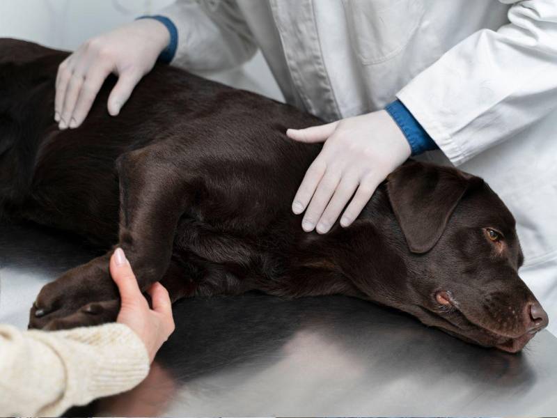 El amor por los animales puede ser tan inmeso que, el duelo se sentirá igual o peor que cuando se mueren un ser humano.