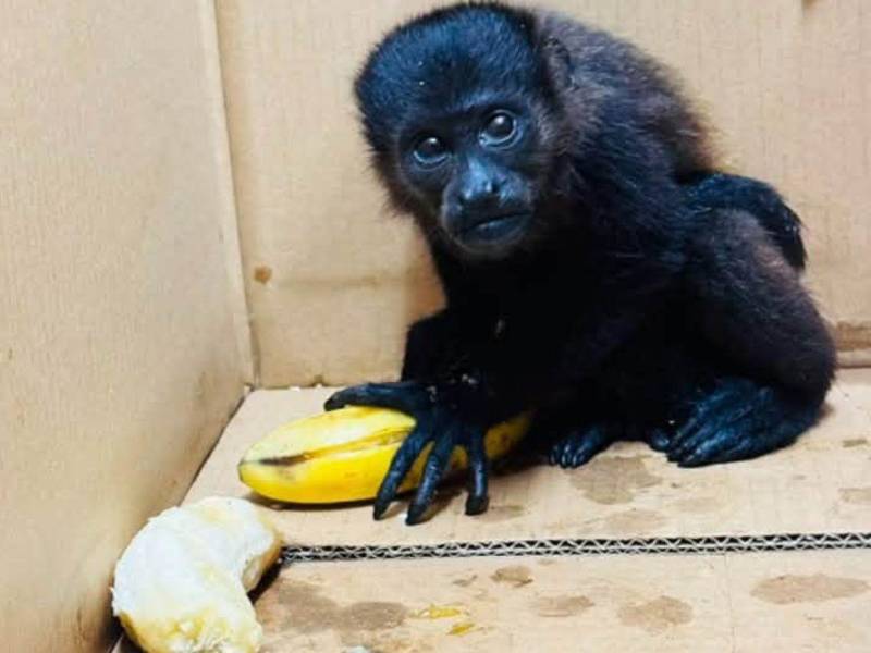 Los policías lo encontraron en el interior de una mochila un mono aullador, especie considerada en peligro de extinción.
