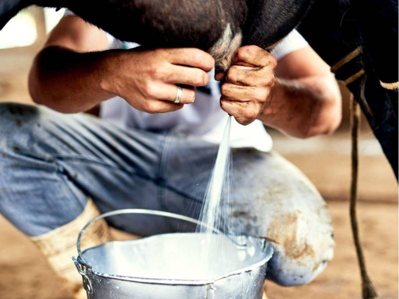 La producción nacional de leche se estima en un promedio de 1.5 millones de litros diarios; sin embargo, algunos productores aseguran que esta cifra corresponde a años anteriores y no refleja la realidad actual.