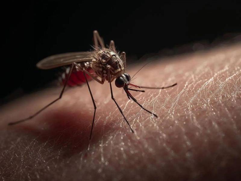 Las autoridades sanitarias insistieron en la importancia de la prevención desde los hogares.