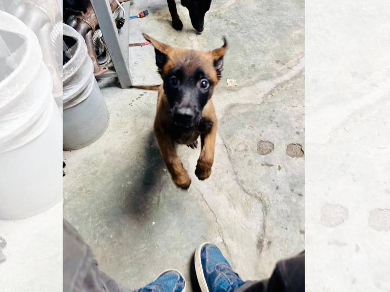 Sana y salva aparece SKY, la perrita extraviada en el barrio Lempira de SPS