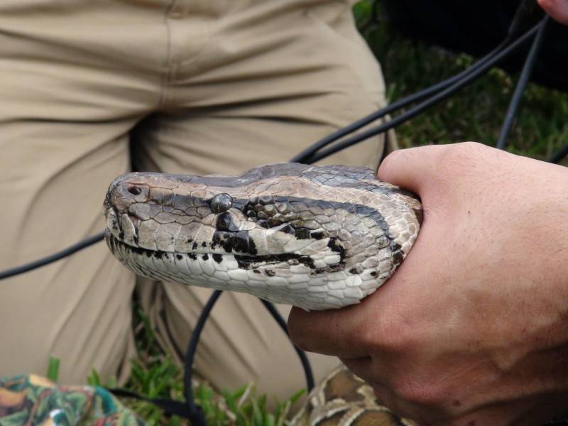 Florida hace frente a una invasión de pitones birmanas en los Everglades.