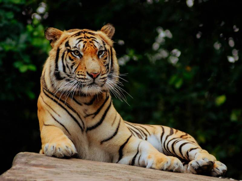 Un hombre falleció tras ser atacado por uno de los tigres de un zoológico inglés, después de ingresar al recinto donde se encontraba el animal.