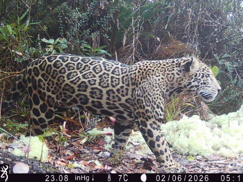 El jaguar captado en El Merendón pasó dos veces frente a la misma cámara trampa que lo captó. En esta luce sus colores porque es de día. Todo se registró el pasado 6 de febrero causando emoción y esperanzas entre quienes se entregan a su conservación.