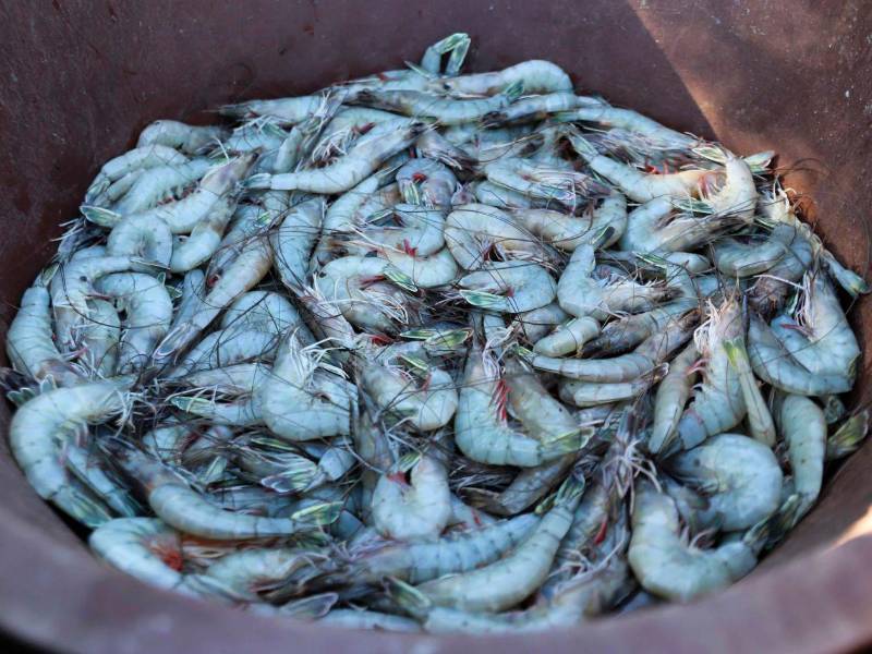 Fotografía de archivo que muestra camarones que se cultivan en una laguna artificial en el municipio de Marcovia, en el sur de Honduras.