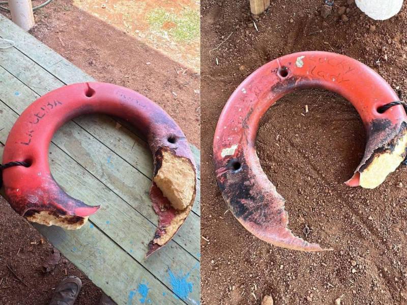 El salvavidas fue encontrado en las costas de Utila.