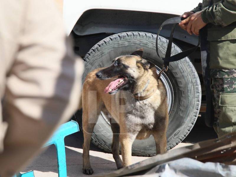 Perros rescatistas recorren la zona afectada en busca de posibles víctimas tras el fatal accidente de volqueta en Tegucigalpa.