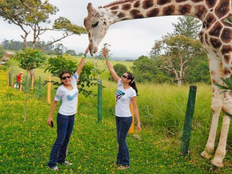 “Big Boy” es una jirafa macho que llegó a Honduras a los ocho años procedente de un zoológico de Guatemala.