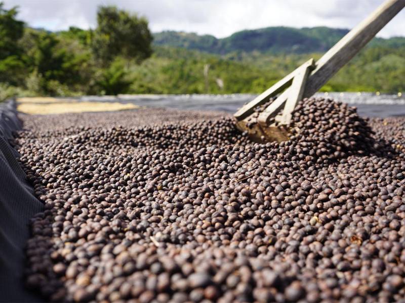 Expertos advierten que en el mundo se ha consumido más café del que produce durante cuatro años consecutivos.