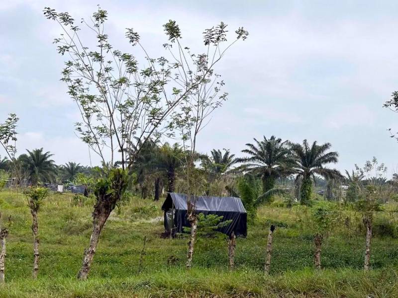 Una invasión en una plantación de palma africana en el municipio de Toca en Colón.