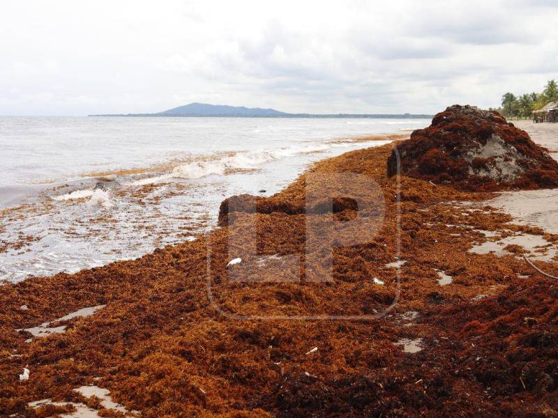 La acumulación de sargazo en las playas de Puerto Cortés, principal puerto del país, ha sido mayor que en años anteriores y ha obligado a intensificar las labores de limpieza.