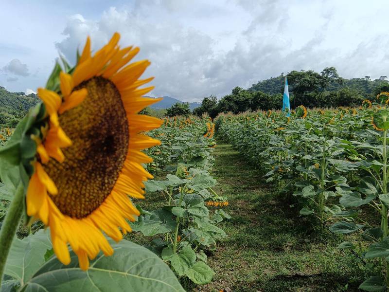 Para jóvenes, el Paseo de los Girasoles es un escenario perfecto para tomar fotografías y publicar en redes sociales.