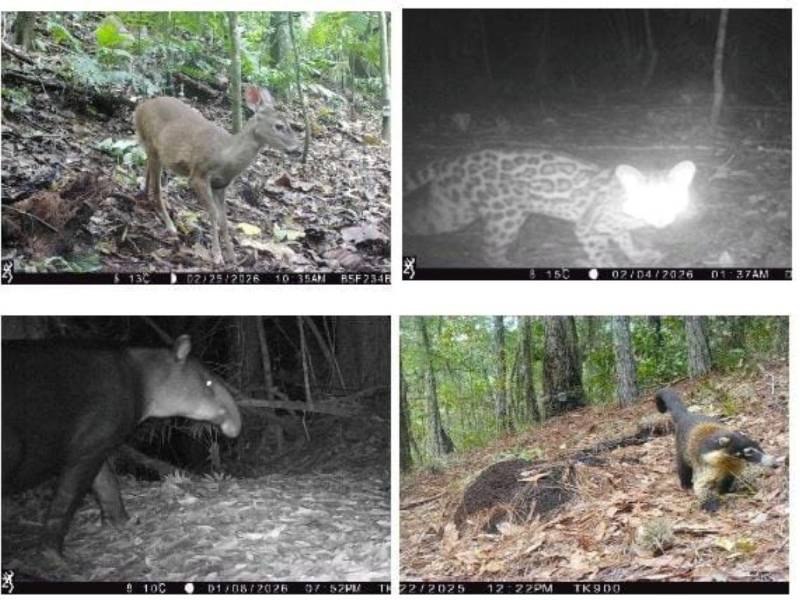 Representantes del Fondo Mundial para la Naturaleza (WWF) señalaron que las poblaciones de vida silvestre enfrentan una presión creciente, pero aún es posible recuperarlas mediante acciones de conservación y protección de los ecosistemas.