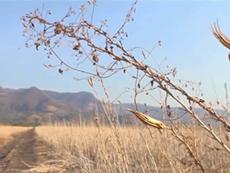 La sequía afecta cultivos y fuentes de agua en distintas zonas de Honduras.