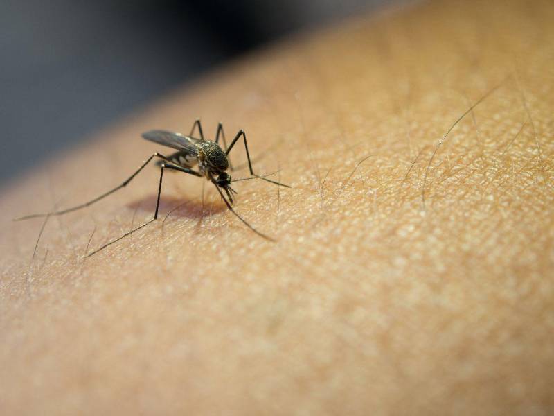 El estudio, publicado en la revista <i>Journal of Experimental Biology,</i> muestra que estos insectos logran asociar el olor del repelente con estímulos positivos.