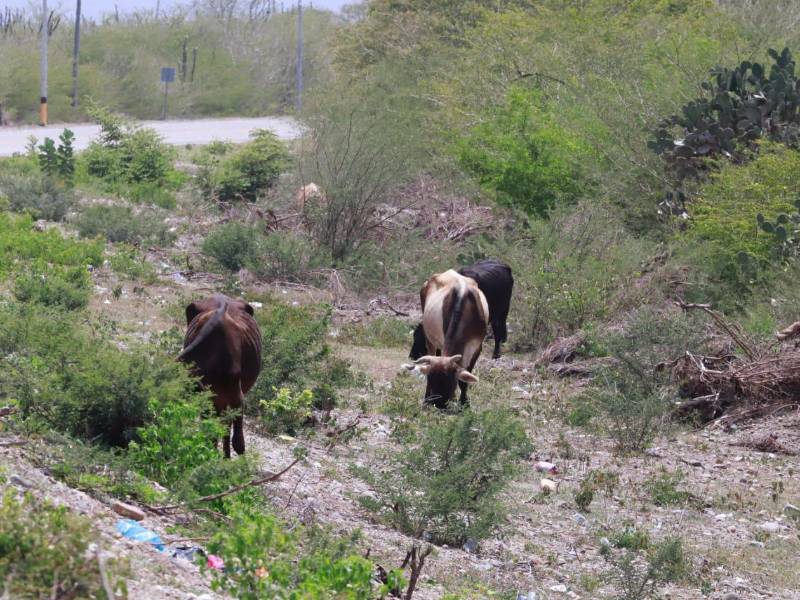 El sector ganadero indica que a falta de lluvia, el alimento para el ganado es escaso al igual que el agua, lo que facilita que estos mueran.