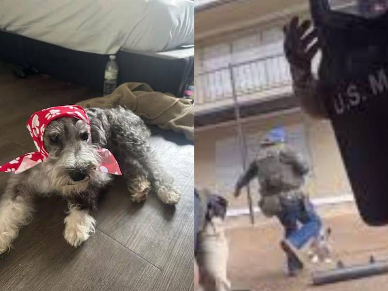 VIDEO: Indignación por agresión de agente a perrito durante arresto en Memphis