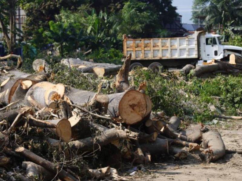 Durante el fin de semana los pobladores de sectores cercanos al vado El Espartano, entre El Palenque y el bulevar del Norte, denunciaron que estaban talando árboles supuestamente para realizar un proyecto vial.