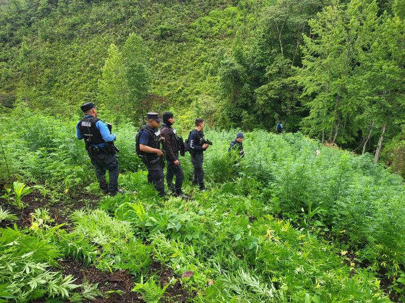 fotografía que muestra a agentes de la Policía Nacional de Honduras que hallaron la plantación de droga.