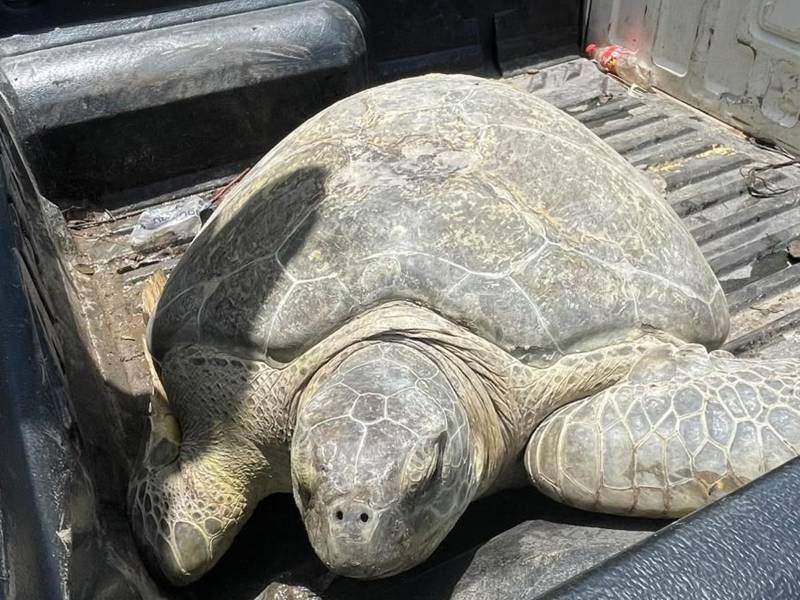 Las autoridades hondureñas liberaron una tortuga marina que había sido decomisada a un hombre que presuntamente la trasladaba de manera ilegal en un vehículo, durante un operativo realizado en Plan de Flores, Limón, Colón.