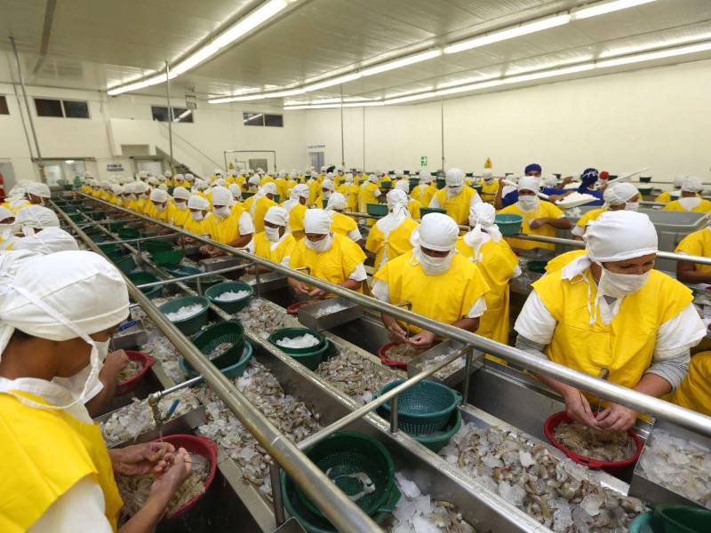 Las plantas de procesamiento de camarón generan decenas de empleos para mujeres en la zona sur del país