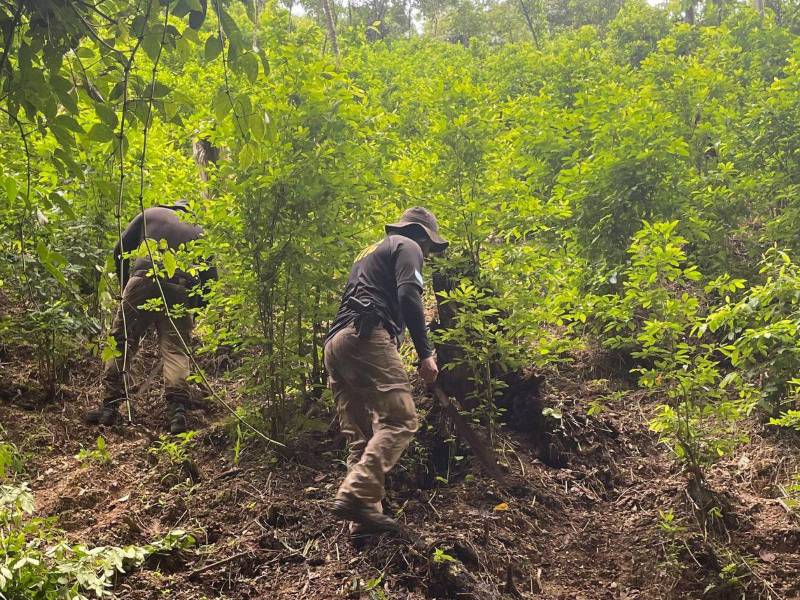 La Agencia Técnica de Investigación Criminal (ATIC) encontró las plantaciones en las cercanías de la reserva natural de río Tinto, sector conocido como El Guano, jurisdicción de Iriona, Colón.